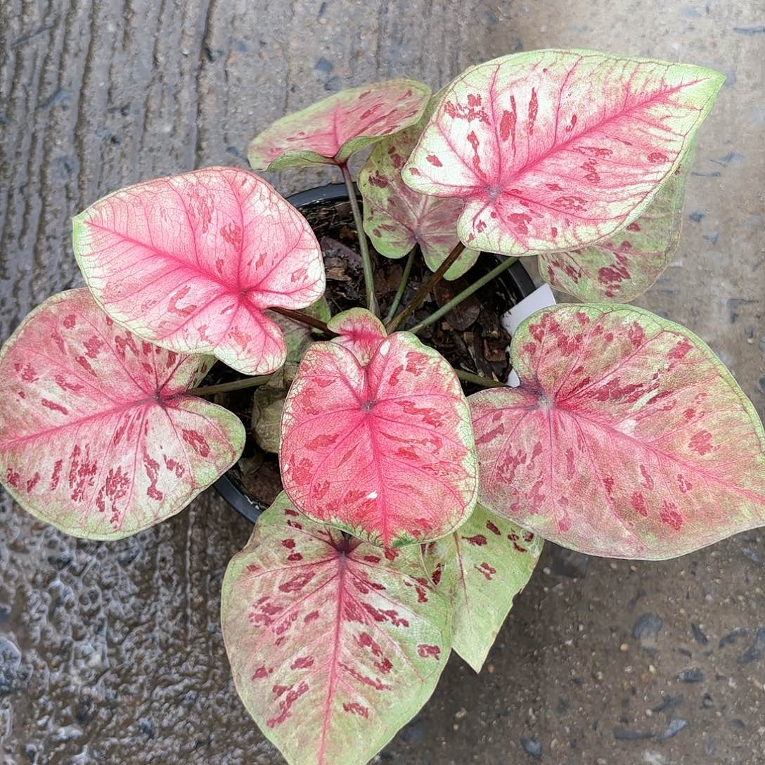 103-0123彩叶芋泰国发货