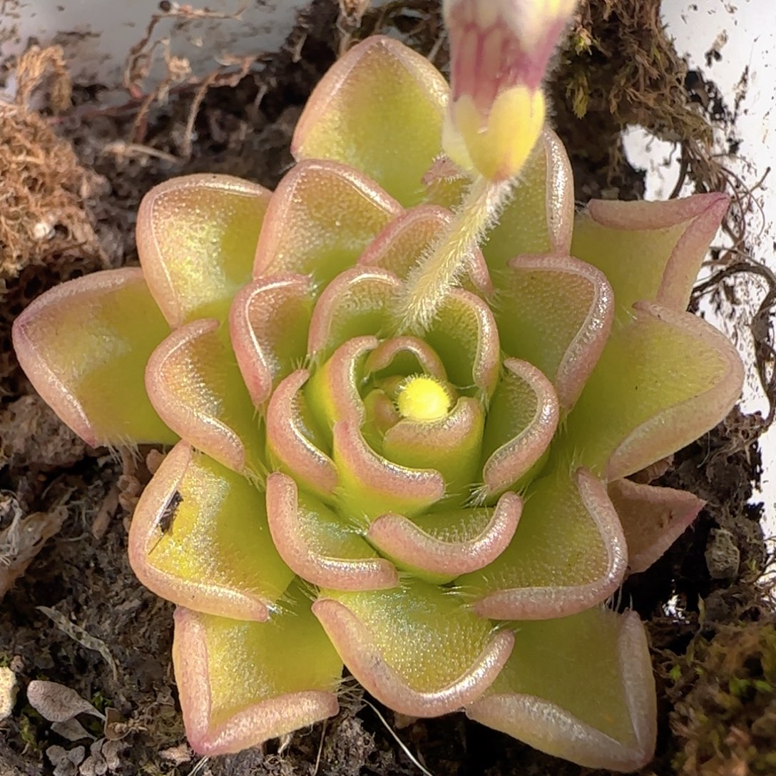 多肉1227-135近藤捕虫堇