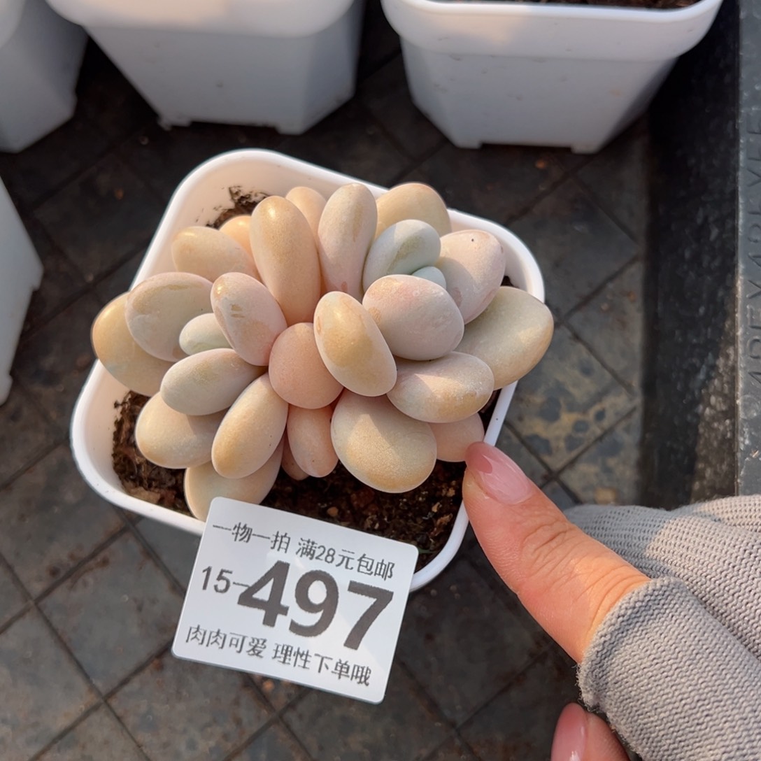 粉兔多肉多肉多肉多肉