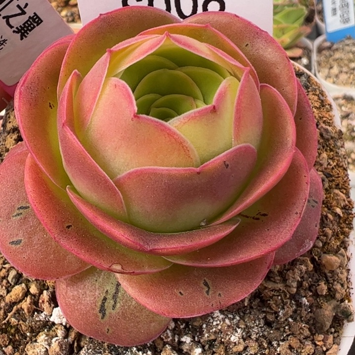 三碗08 彩虹之翼多肉