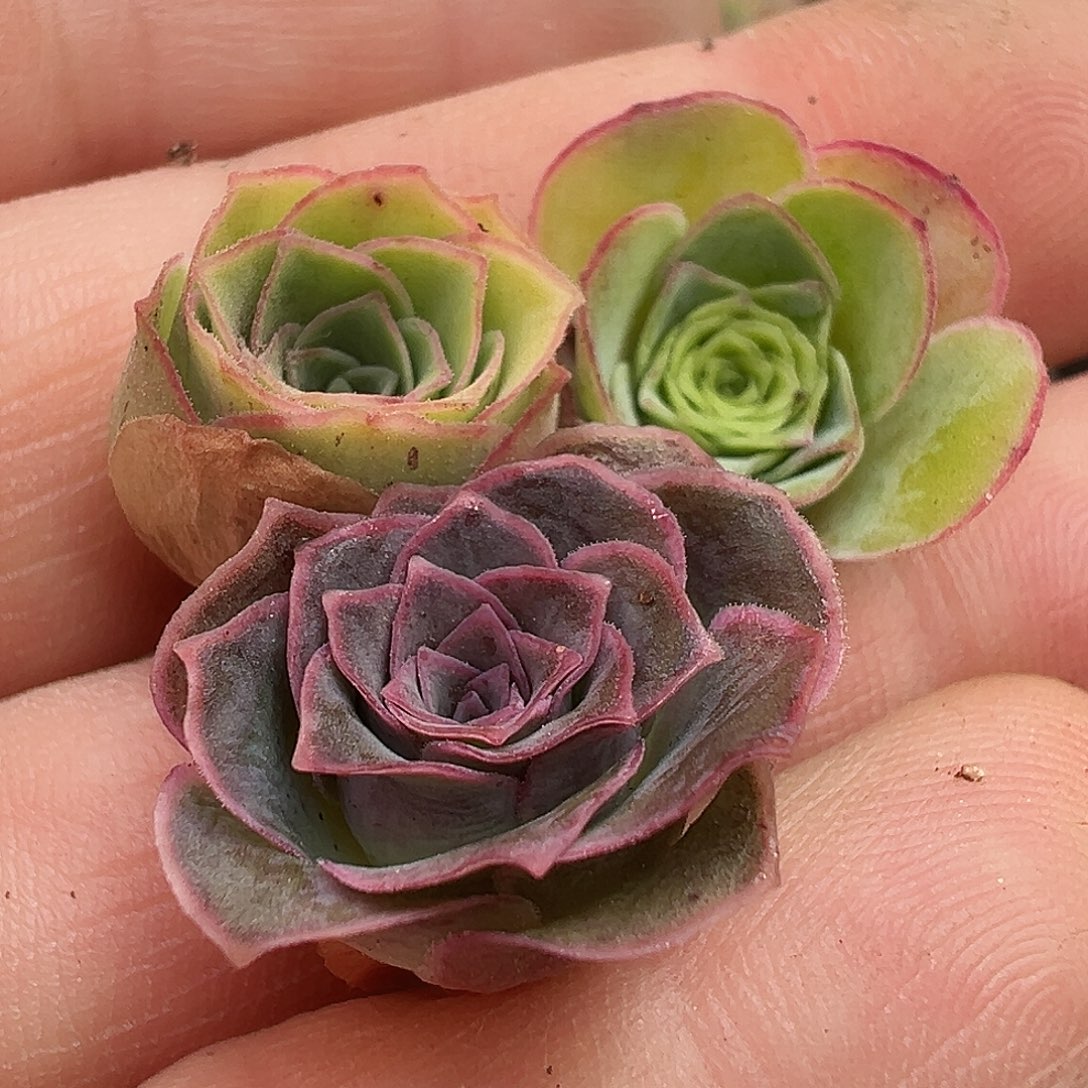 老***姐糖糖005不知名侧芽 捡漏福利