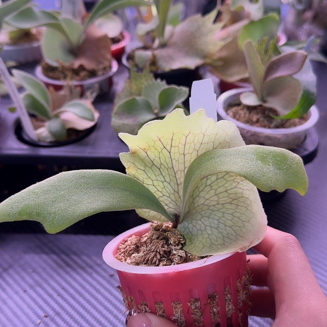 小皇冠鹿角蕨孢子苗