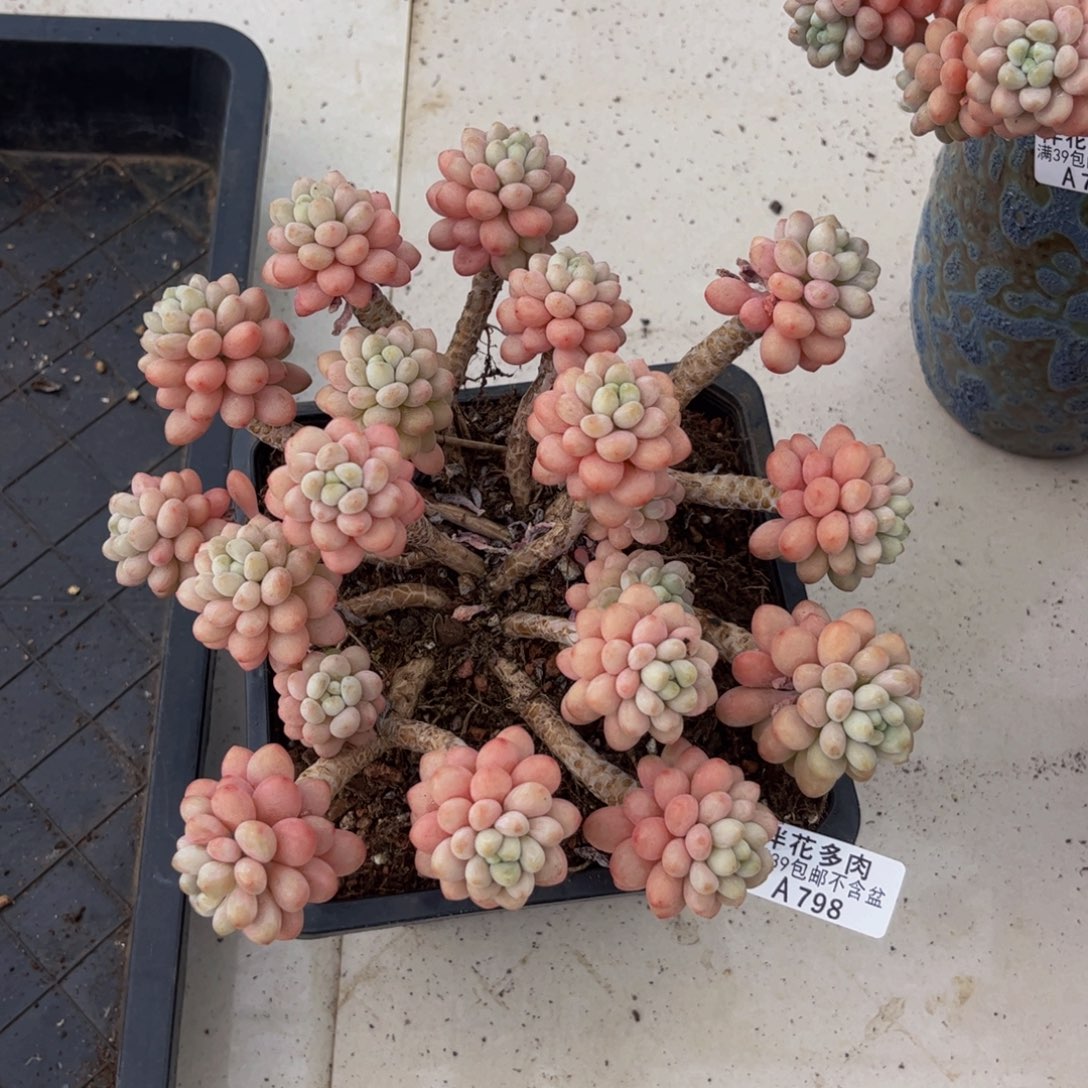 刚***^798鱼子酱20cm多肉植物