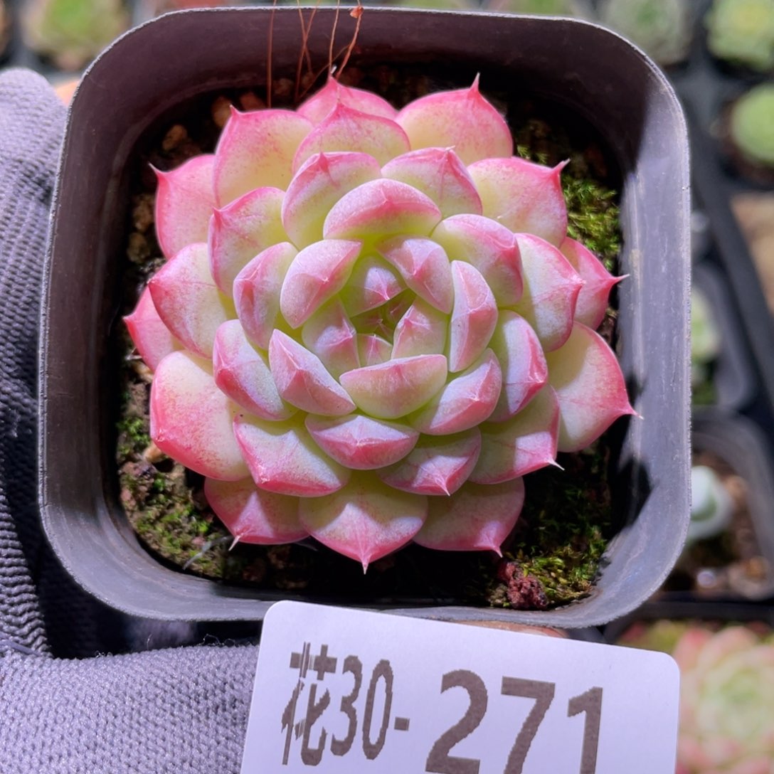 花利美30-271白桃汽水