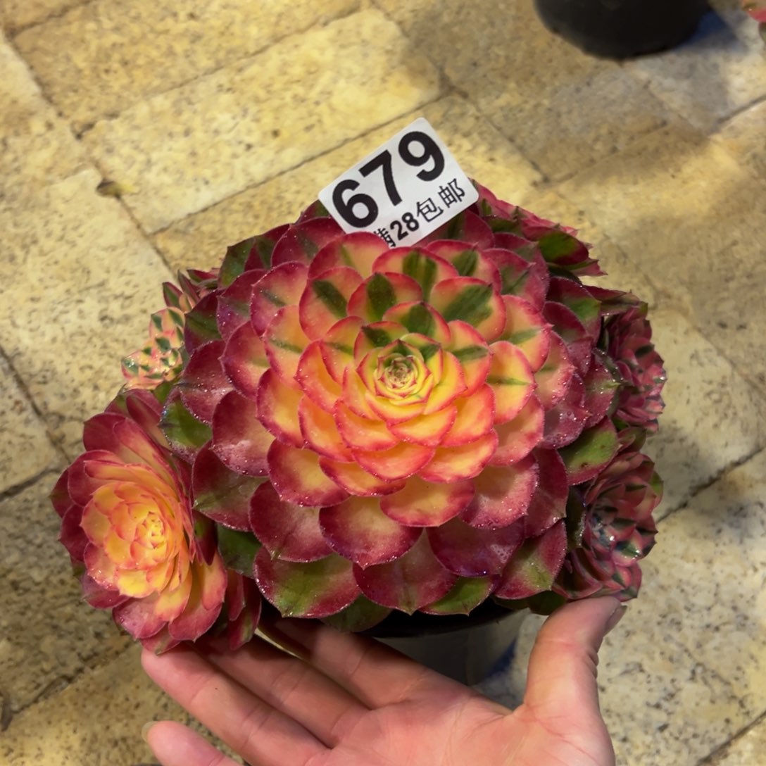命**造多肉植物679荔枝
