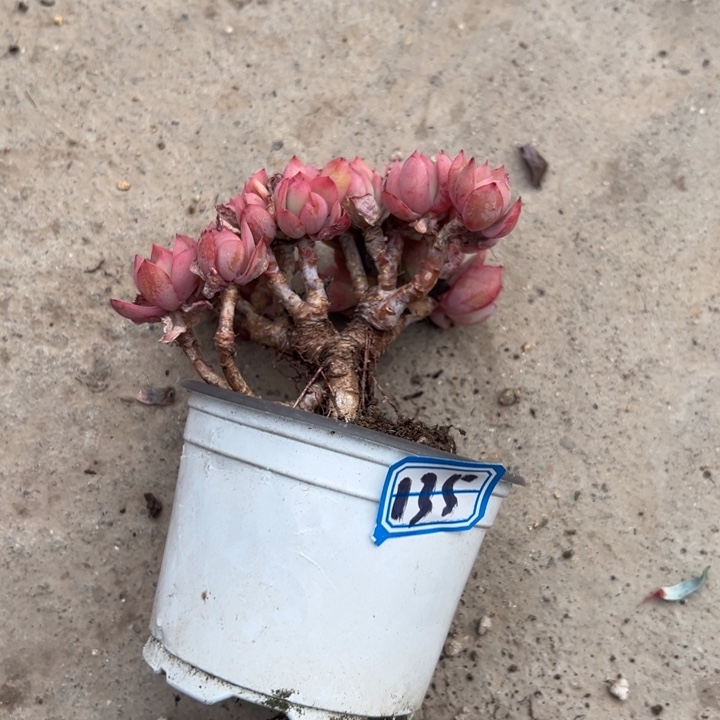 白****一物一拍起落多肉135