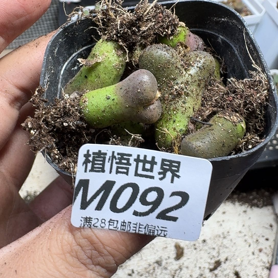 多肉植物的人生ghj