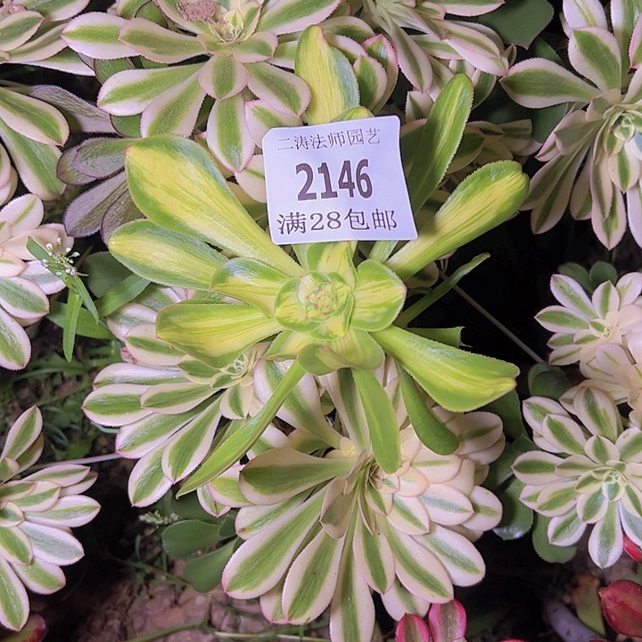 2146暴君砍头多肉