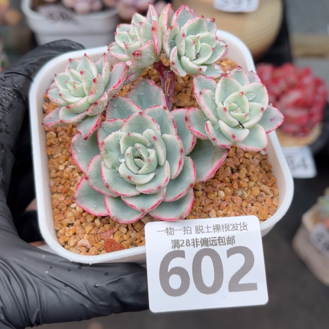 奶油黄桃锦无盆土发货