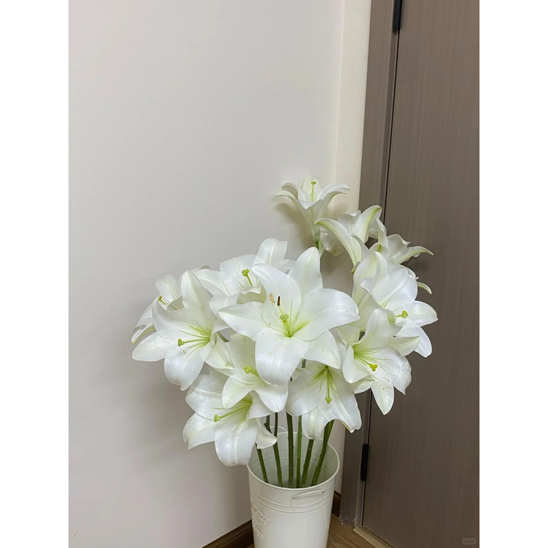 【白铁炮】香水百合 一单包邮 云南鲜花昆明基地现采现发
