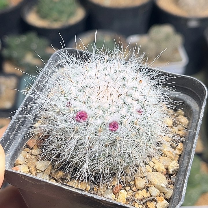 长毛雪猿玉翁实生球4