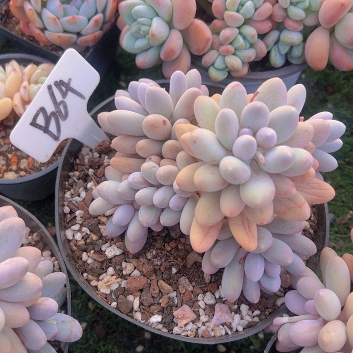 健健康康平平安安