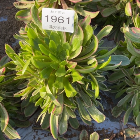 粉黛多肉多肉1961