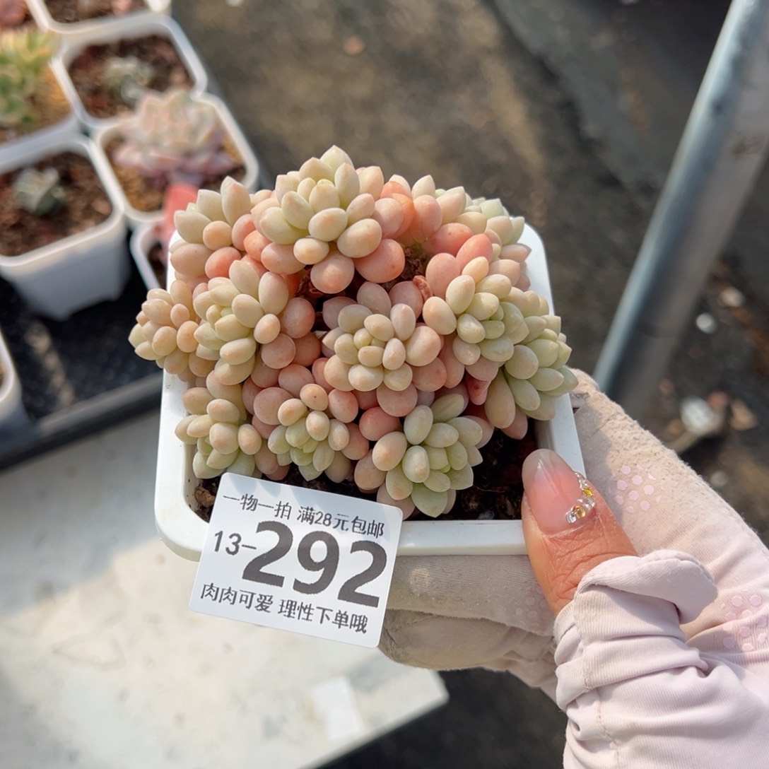 洛可可多肉多肉多肉多