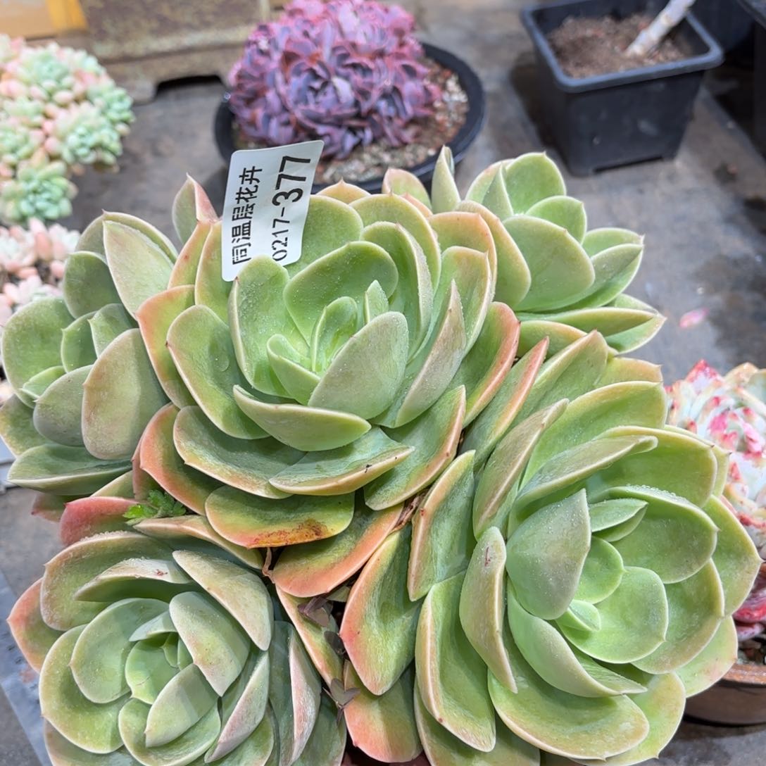 同温层多肉星娜塔377