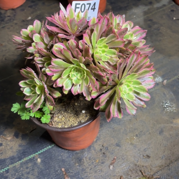 瑞妈，，，。，。074/黄花梨