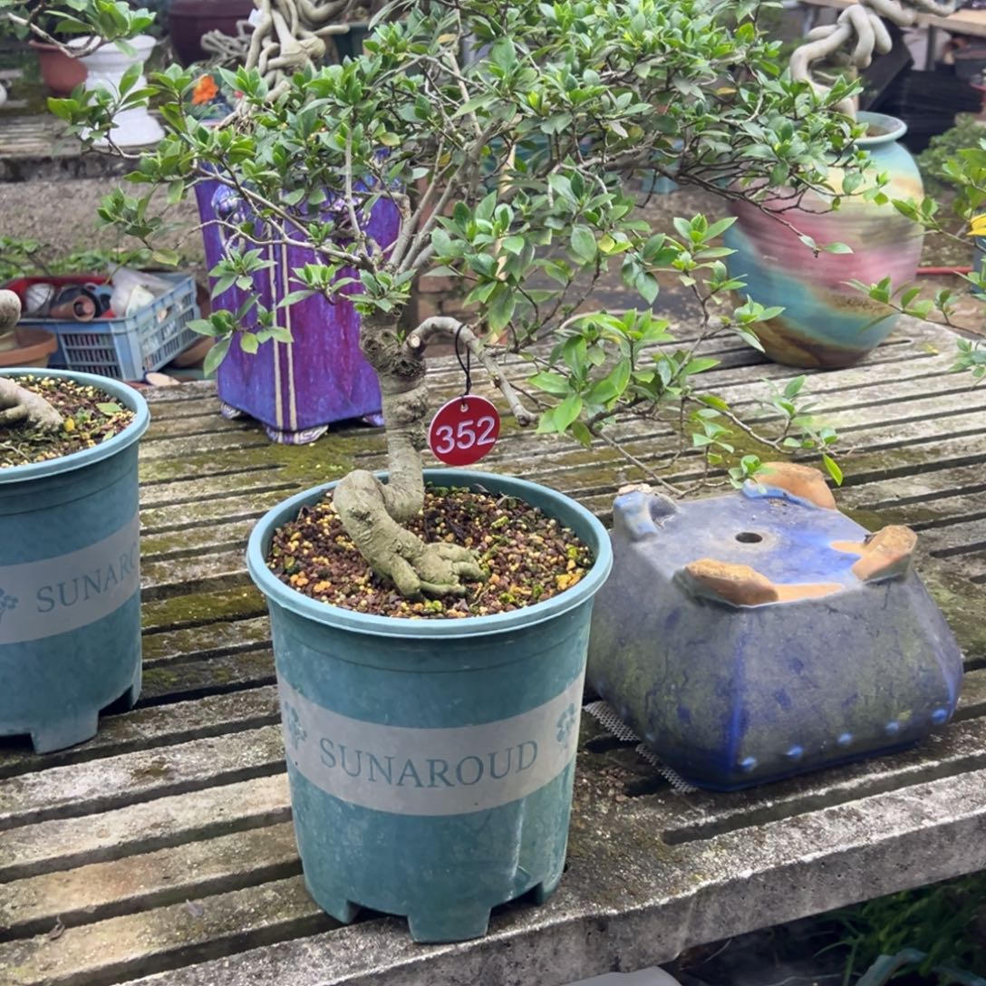 用***4无花朵栀子花盆景老桩