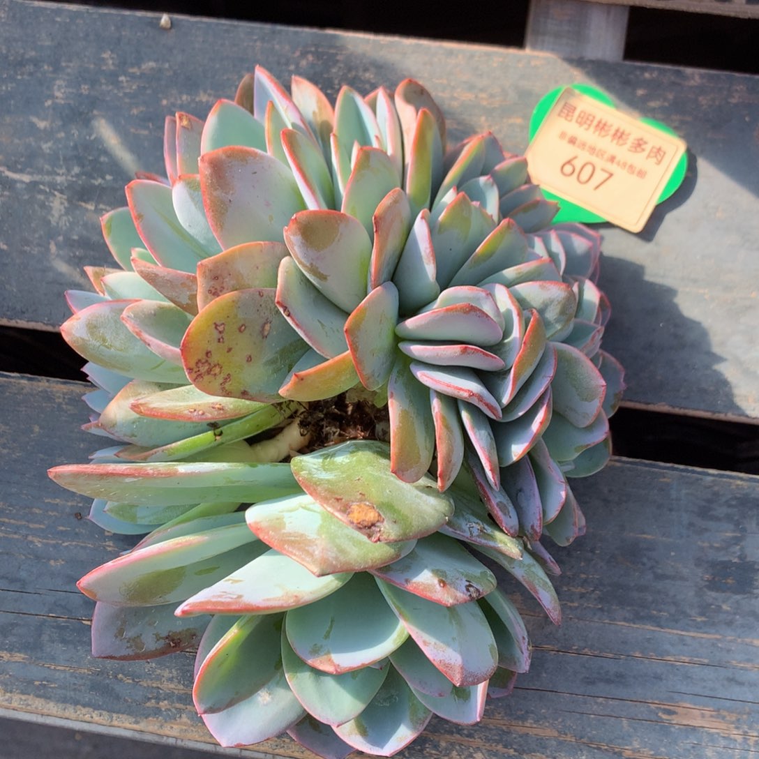 布鲁蓝缀化无砍607