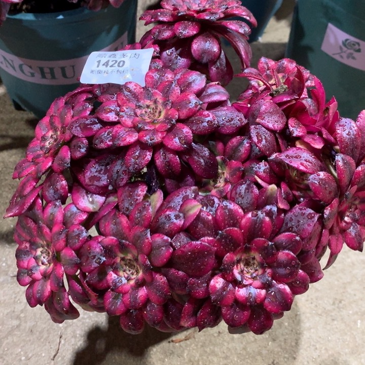 1420美肌多肉植物