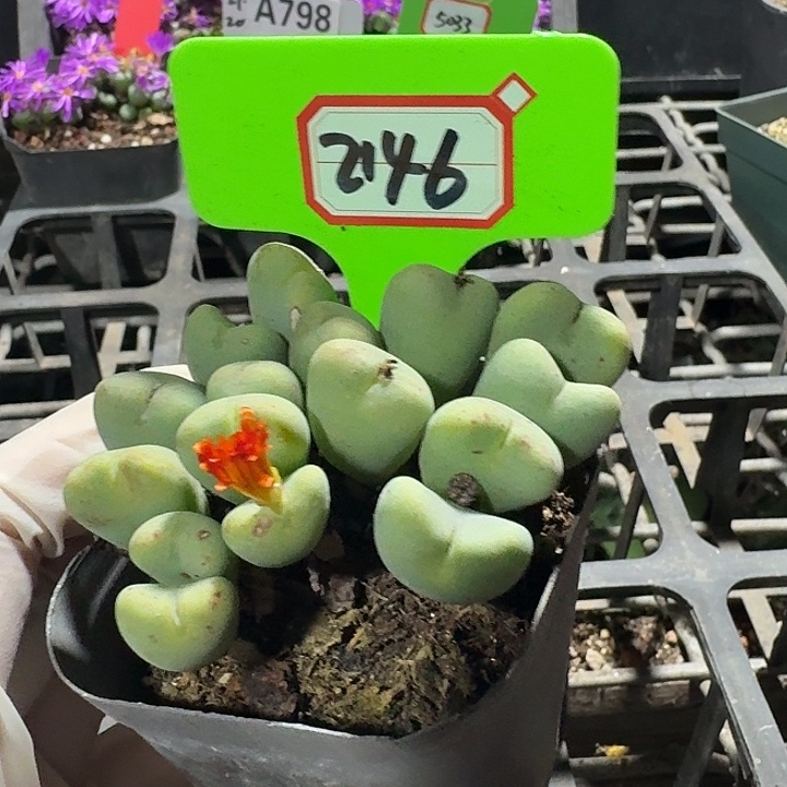 密密麻麻密密麻麻2146