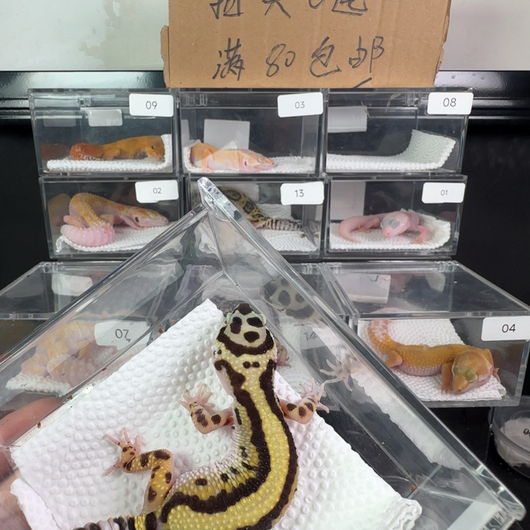 豹纹守宫土匪妹妹