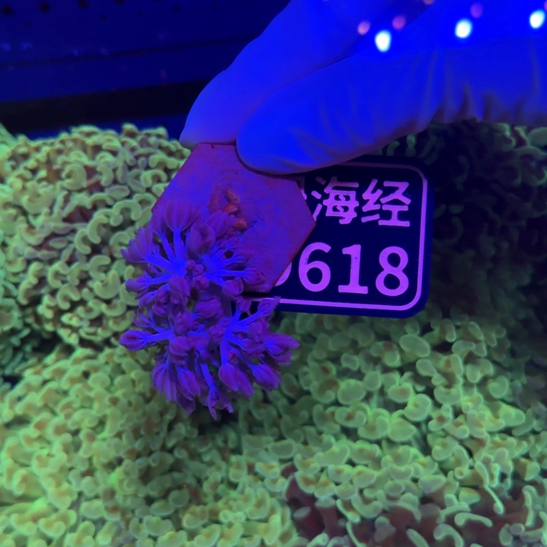 齐***W纽扣珊瑚又又不包邮闪千手D618