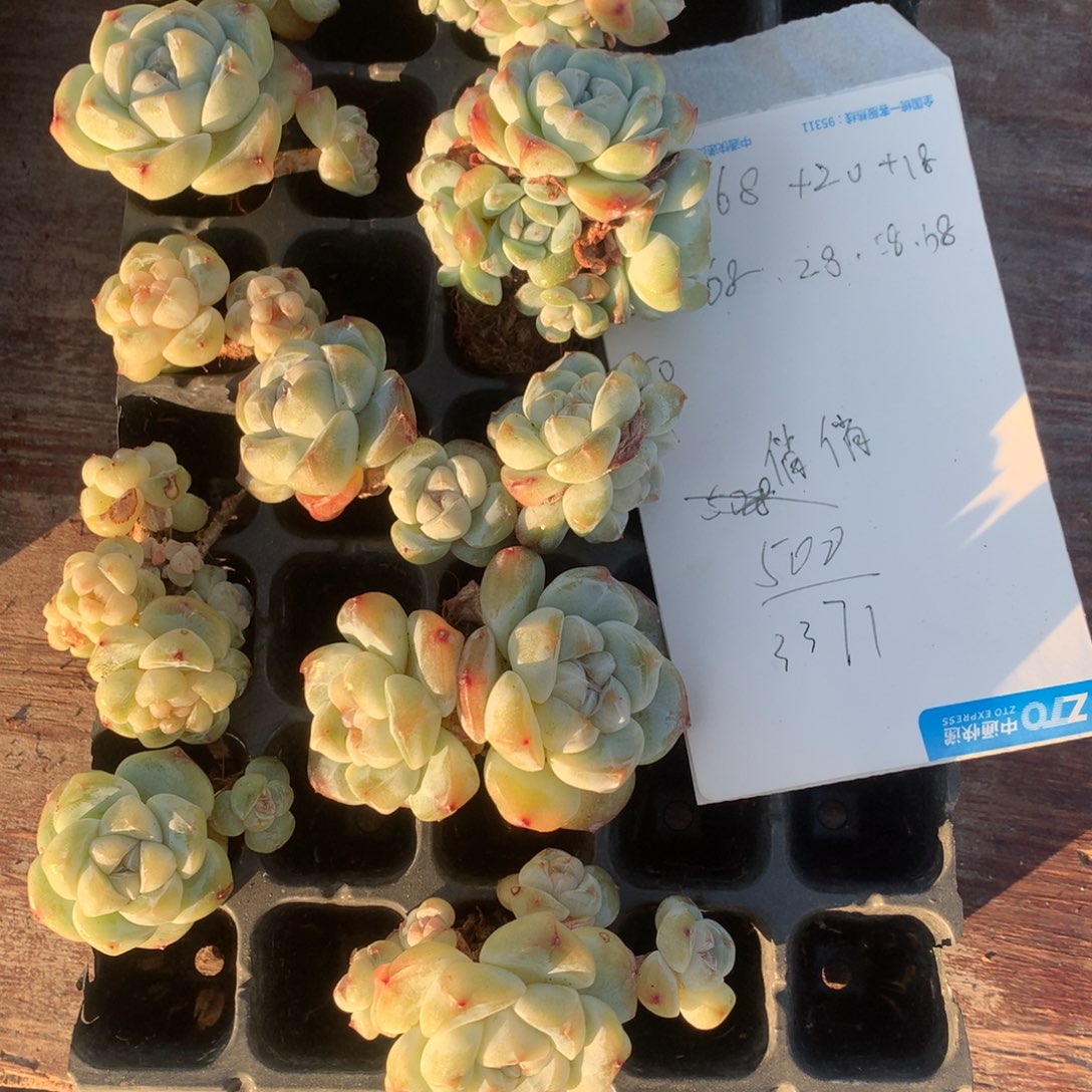 俏***俏翡翠冰雨溏心冰玉888888