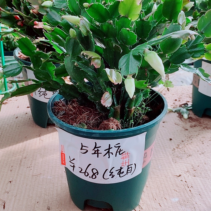无花朵5年纯白色福利