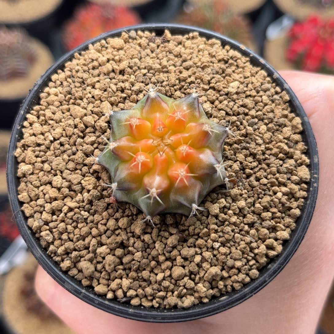 福利 米哈仙人球