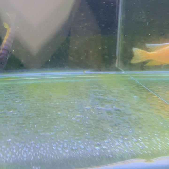 海水1281麒麟斑马。       