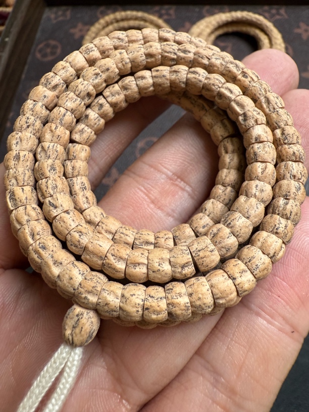 热振柏香籽小角度大肠多棱纹尺寸6.2mm密度足