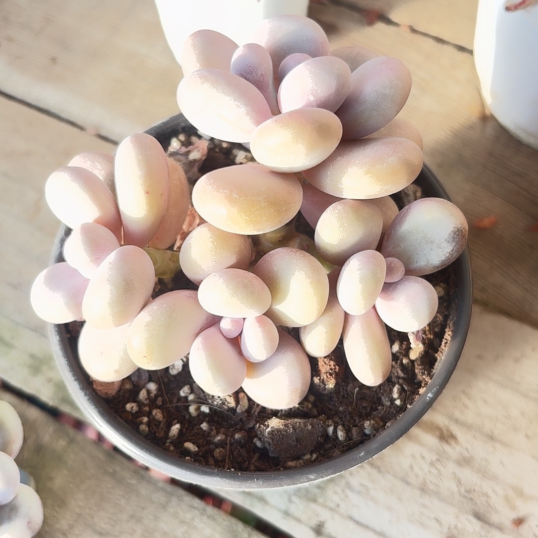 奶酪新疆包邮28.8