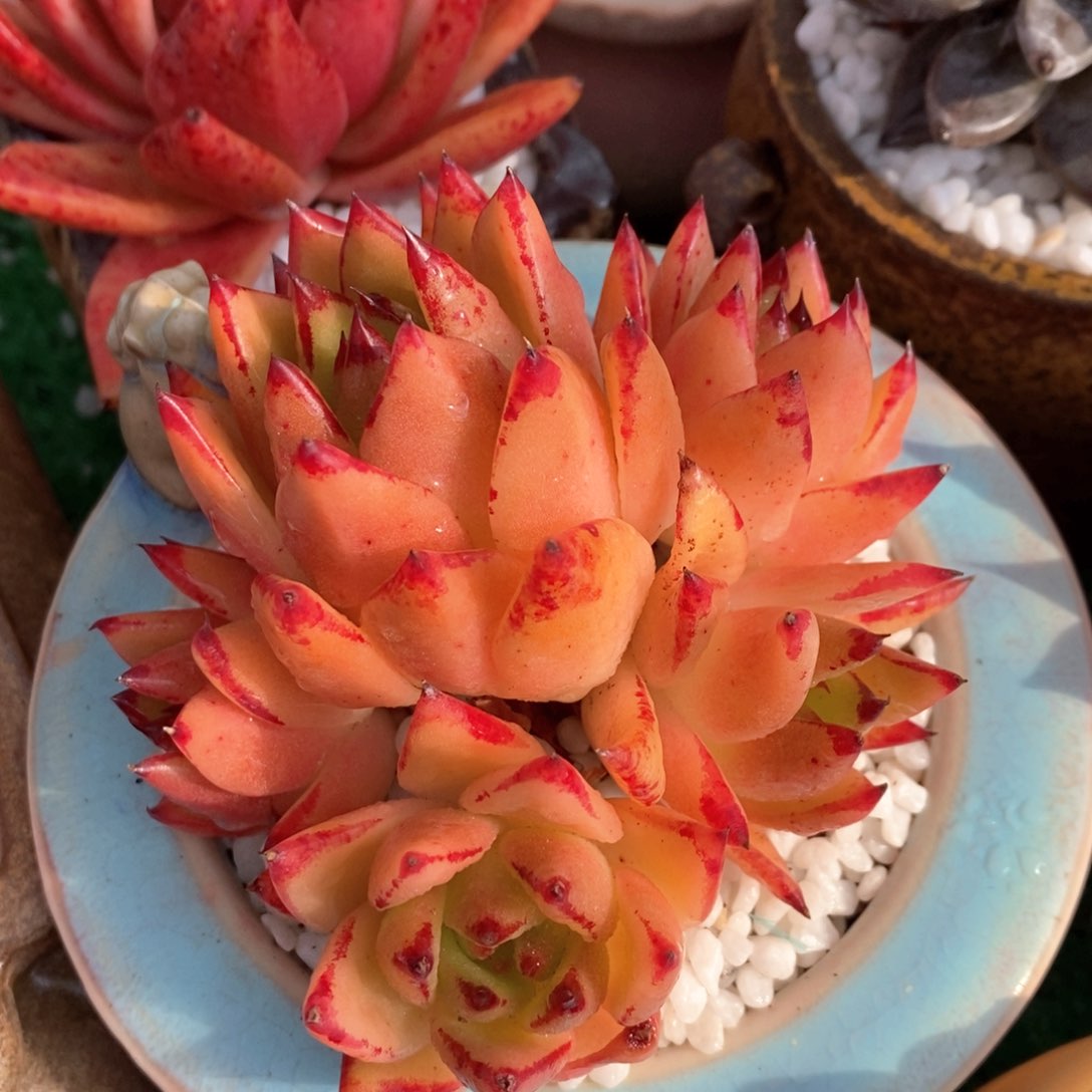 加州黄皮多肉植物盆栽