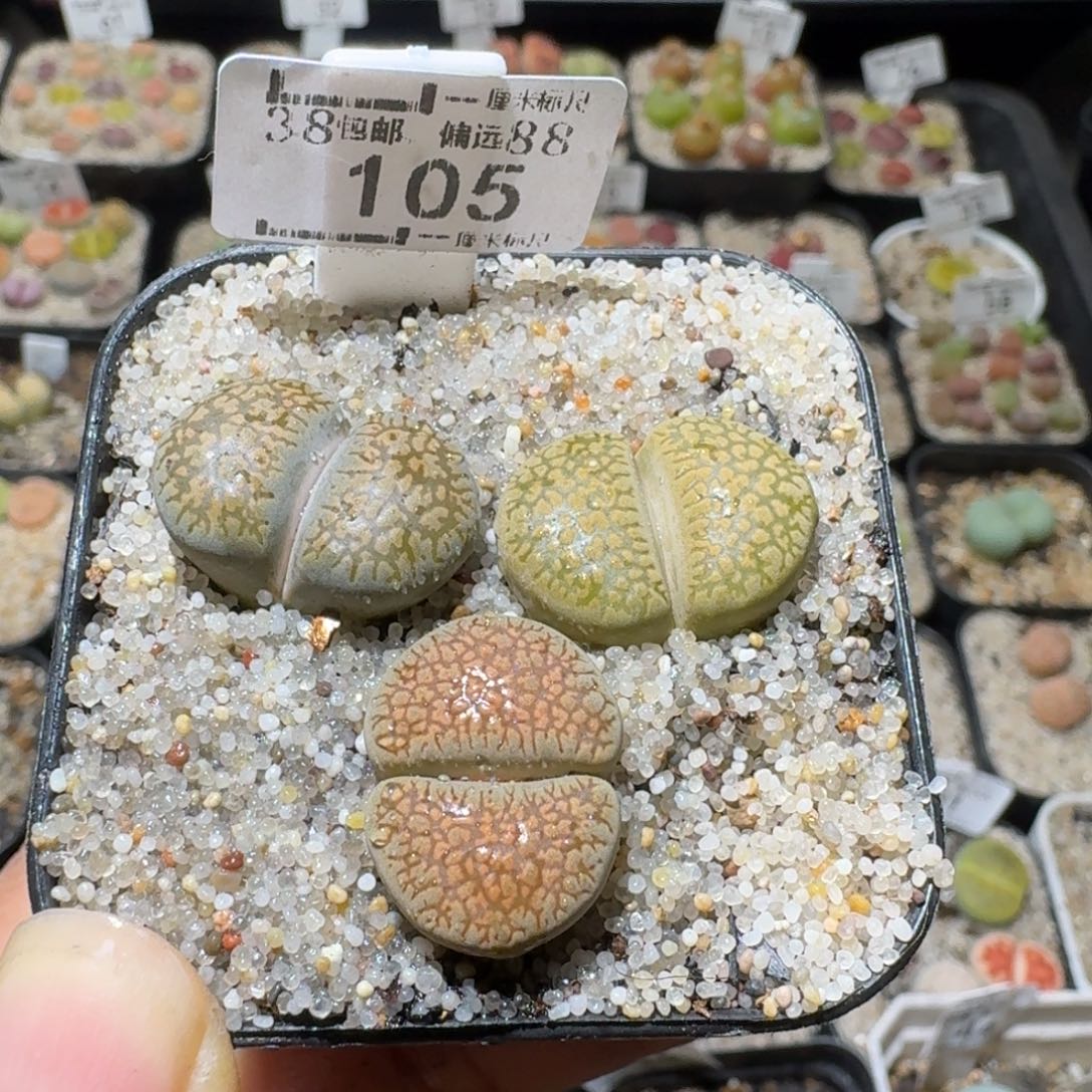 Sss清仓价可便宜了105黑魔法