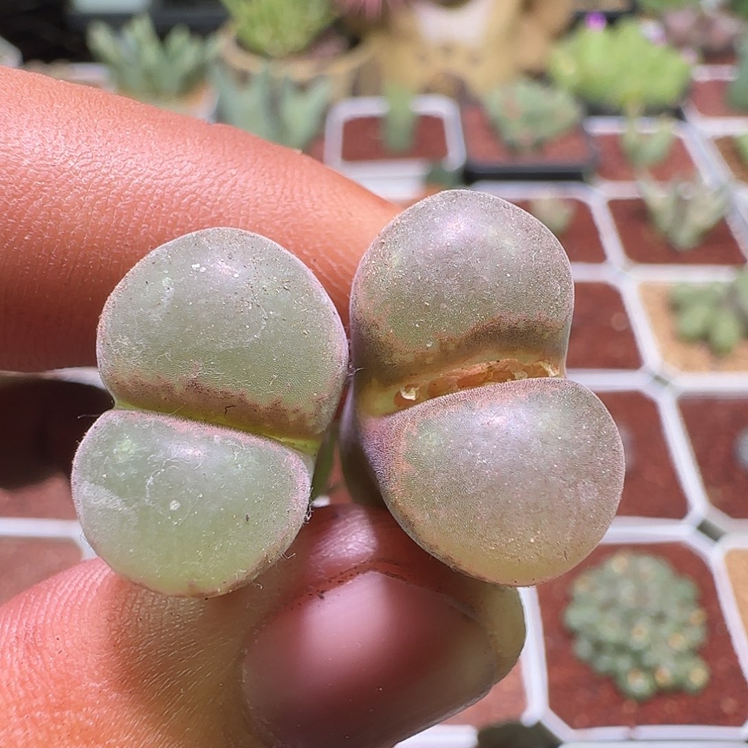 ****儿哈哈哈哈哈哈哈哈954