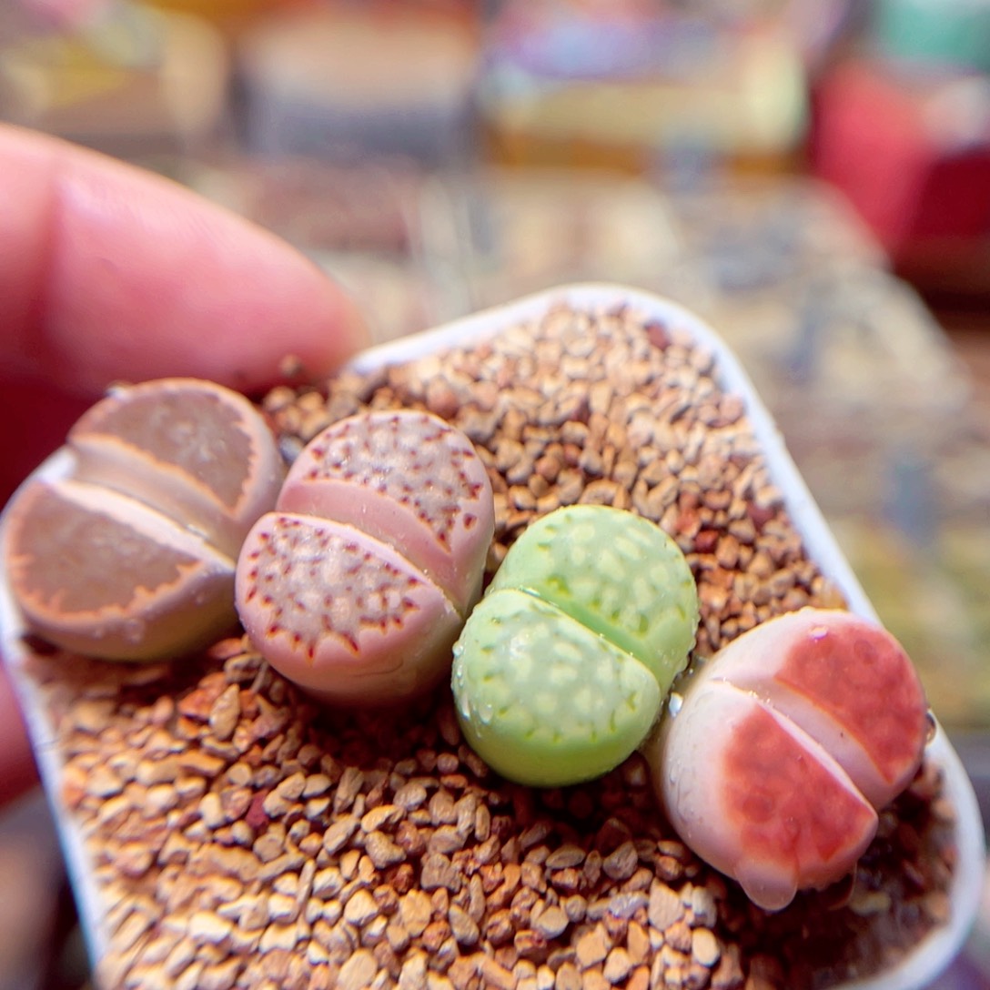 182号带盆包邮发货