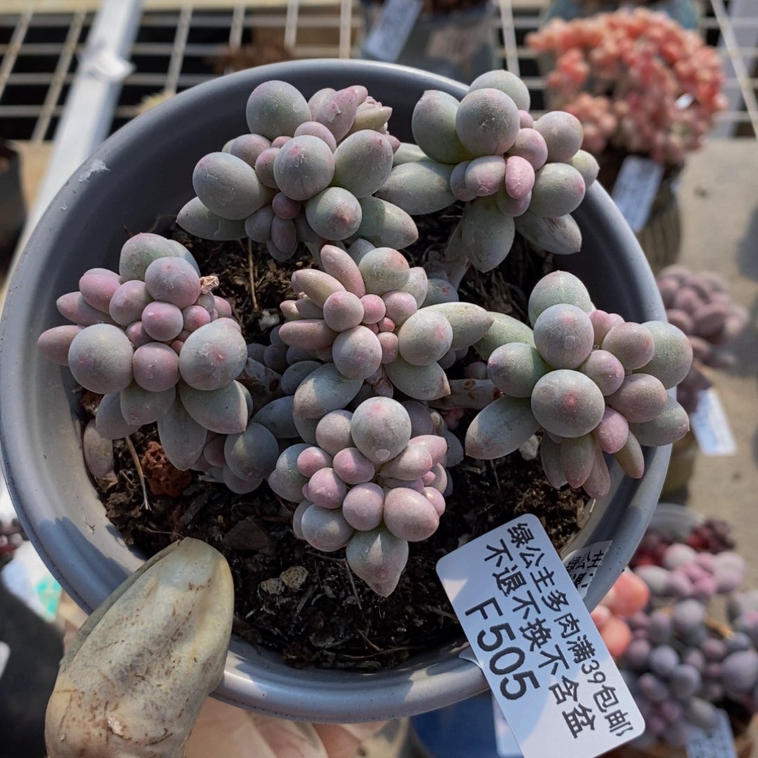 香水手指505/8c m