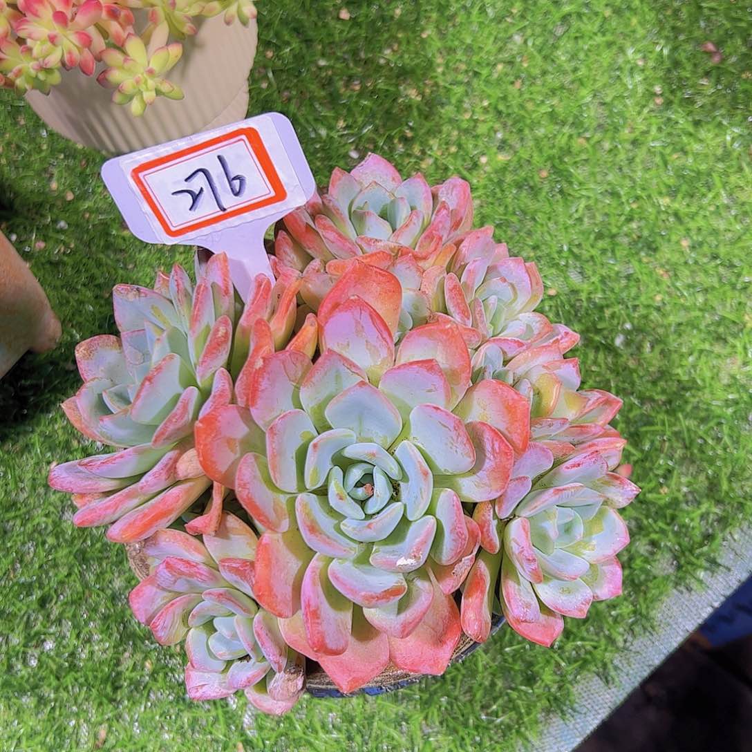 276香橙大手捧25.8元