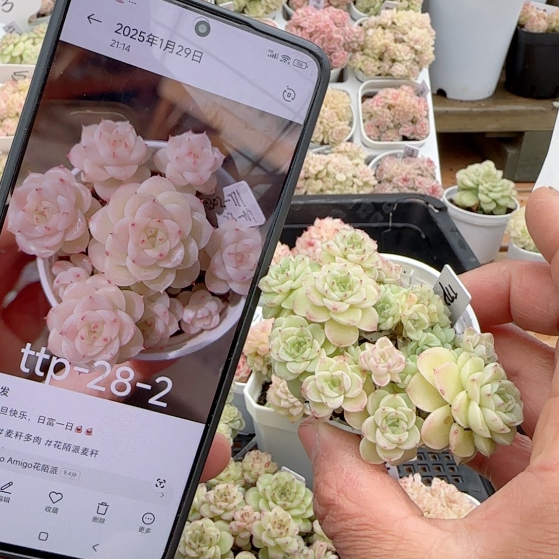 【闪购商品】0204-79（ttp-28-2）