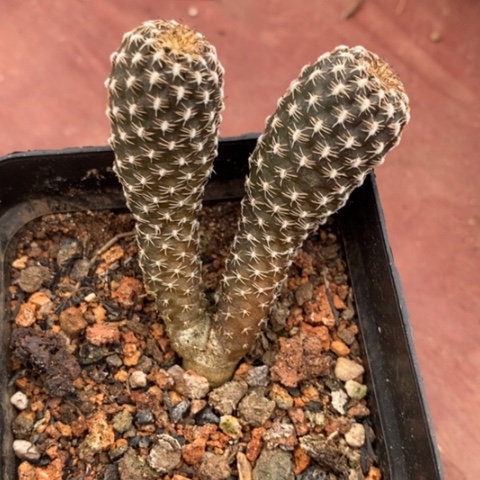 双头拉力马更4仙人球