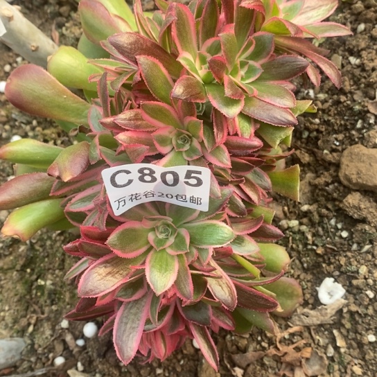 805香妃朵朵缀多肉植物