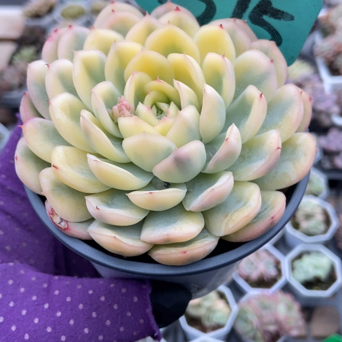 1515草莓冰锦多肉植物多肉