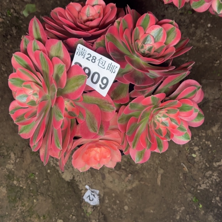 2909女巫多肉植物