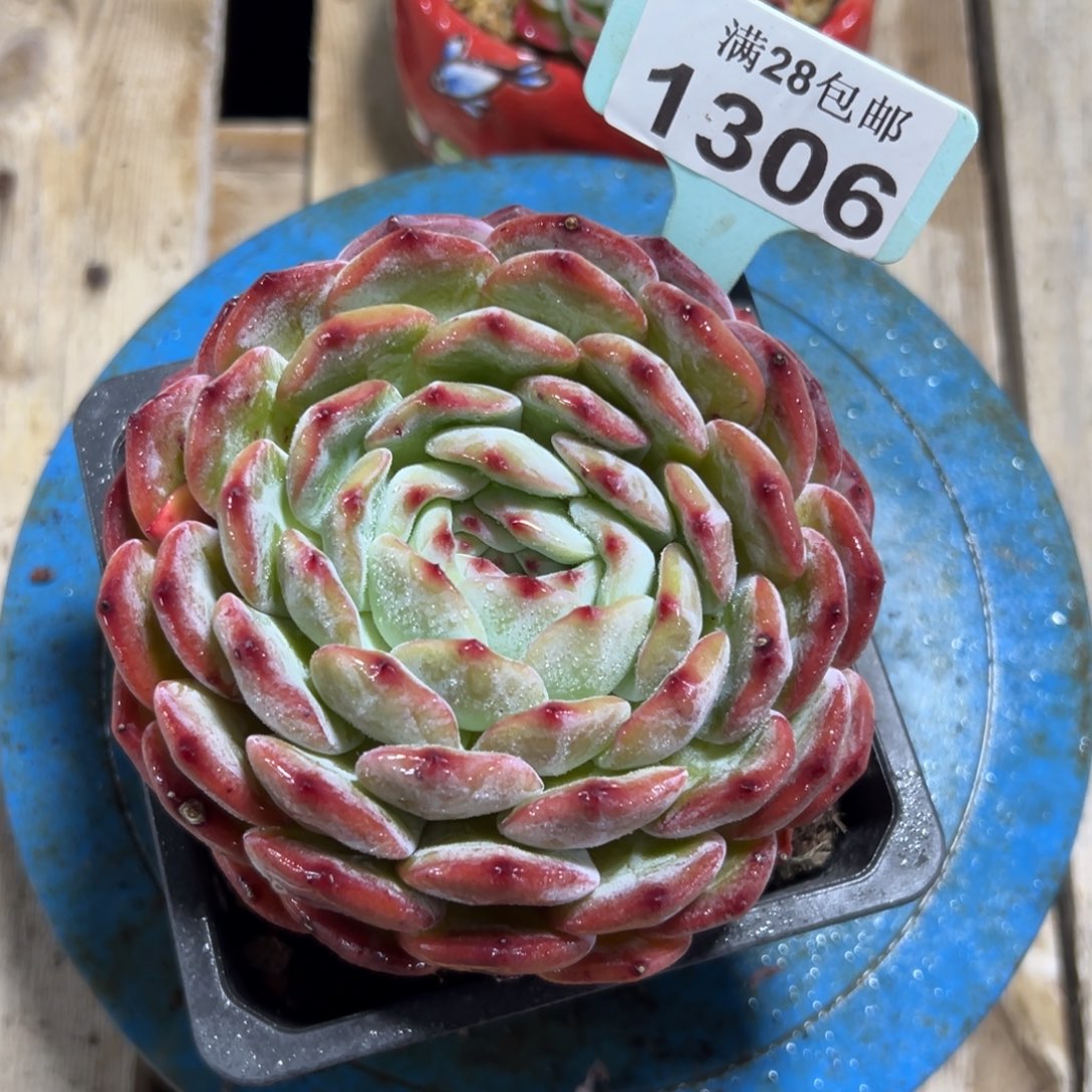 1306露娜，冠服11公分