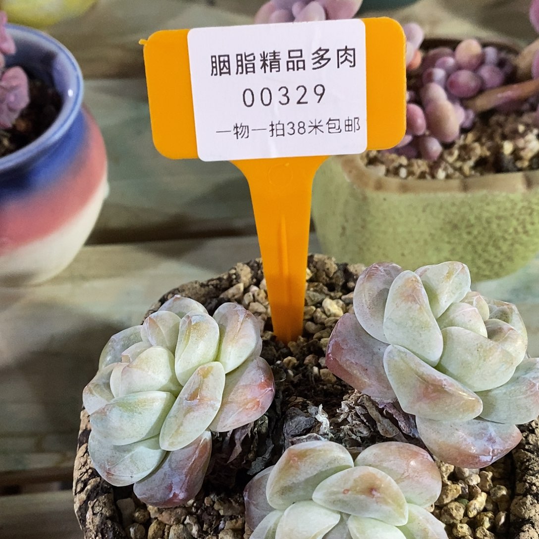 00329，阿库恩吗咯璐璐