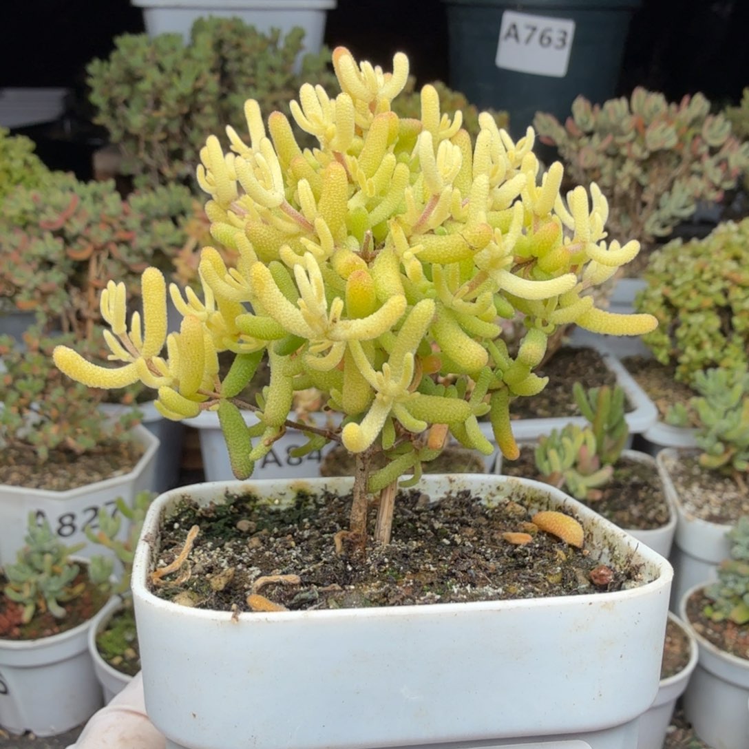 A018樱花锦小树枝干
