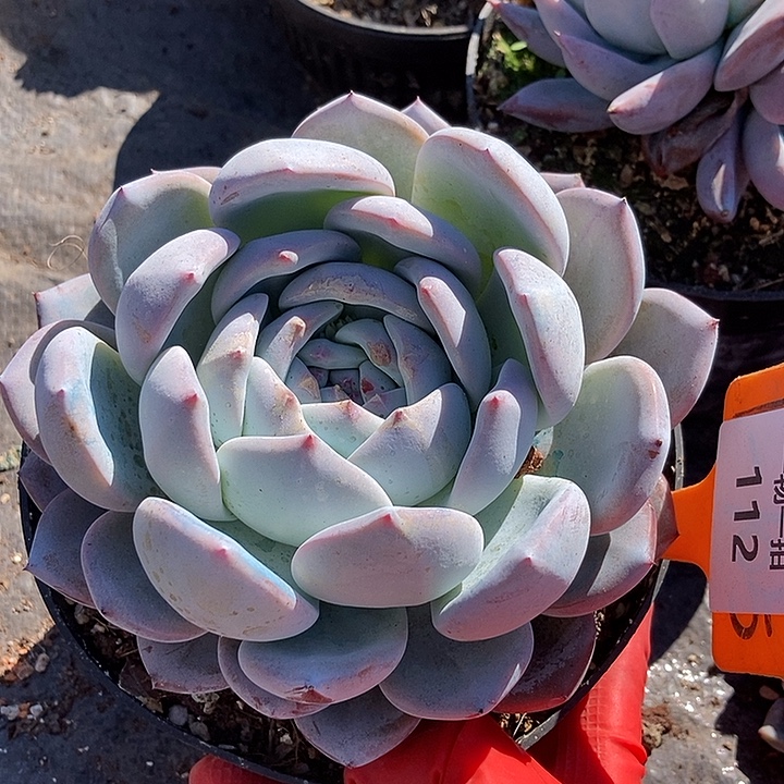 112 一物一拍不退不换