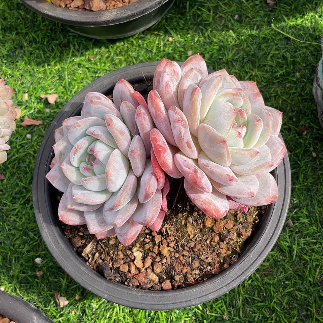 橙梦露双头多肉植物一物一拍多肉