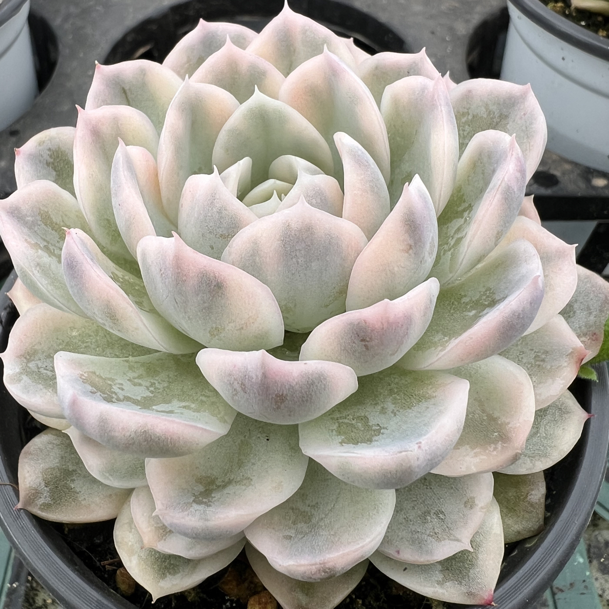 墨西哥雪球覆伦锦 冠服9厘米起 默认脱土发货随机