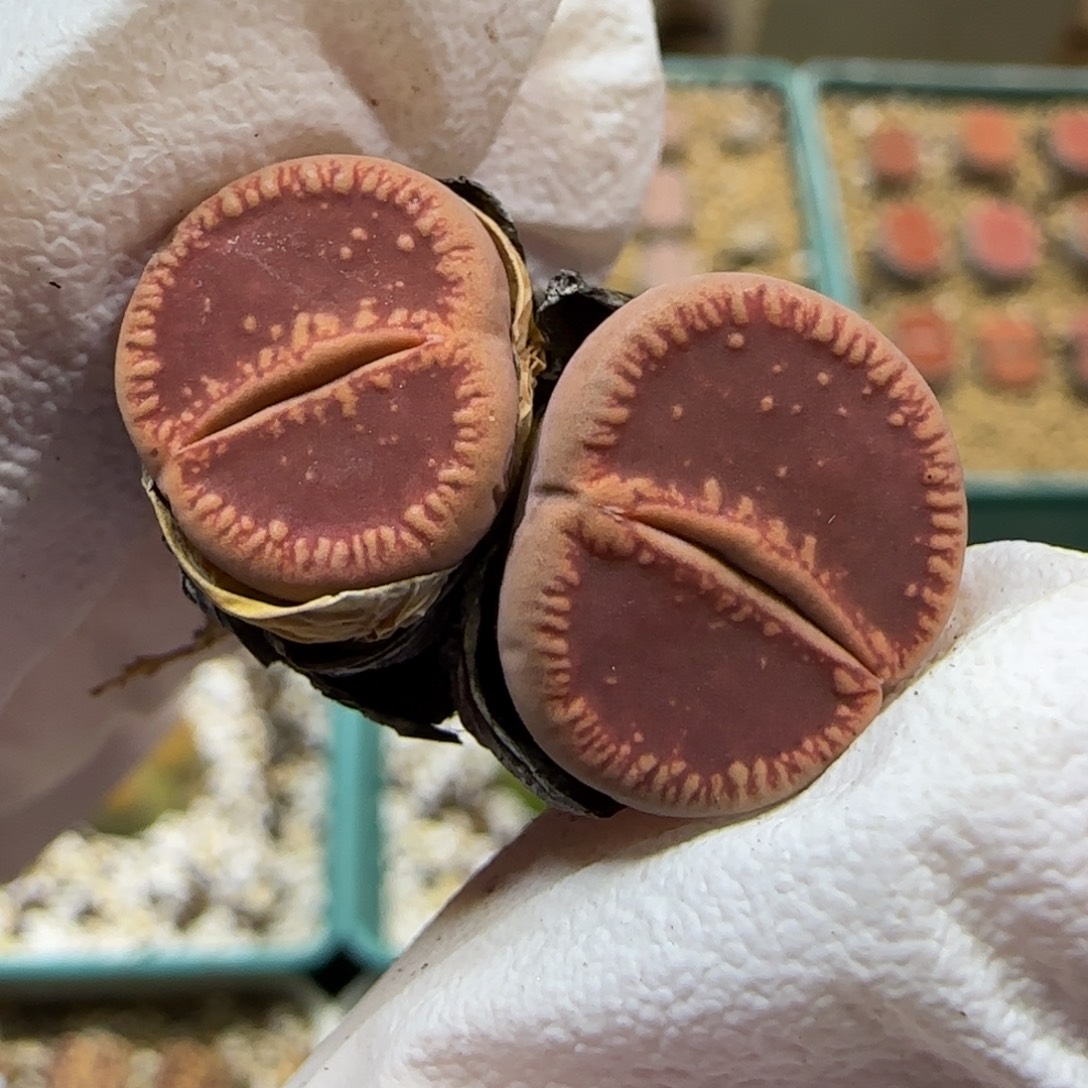 9.19。  鸡血石：流水边线优秀的铁锈红色双头。  9018